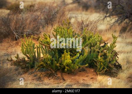 Ganders Cholla Cactus - Cylindropuntia Ganderi. Ganders Cholla Cactus (Cylindropuntia ganderi) in der Anza-Borrego-Wüste in Südkalifornien, USA. Stockfoto