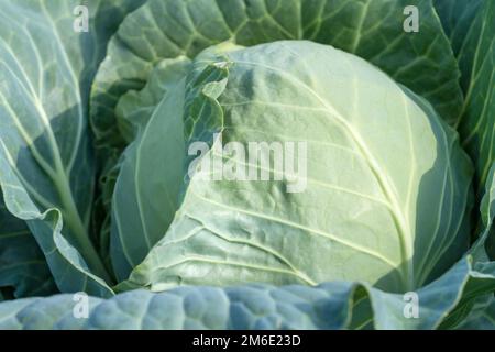 Großer, reifer frischer Kohlkopf, Nahaufnahme Stockfoto