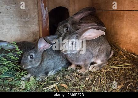 Kleine graue Kaninchen in einem Käfig. Haustiere, die zur Schlachtung gehalten werden. Stockfoto