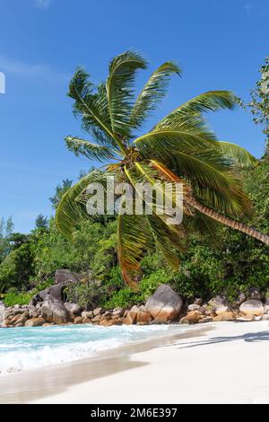 Seychellen Anse Georgette Strand Praslin Insel Palme Portrait Format Urlaub Meer Stockfoto