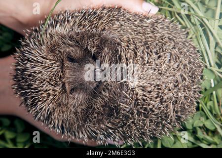 Igel, wildes Tier. Europäischer Igel auf lebhaftem grünen Gras/Igel Stockfoto