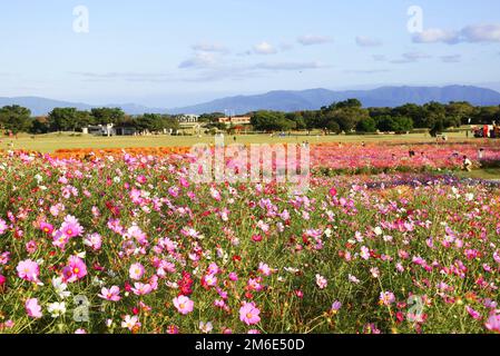 Eines der einzigartigsten Kosmosfelder Japans in Fukuoka, farbenfrohe rosa und rote Blumen, wunderschöne Landschaft Stockfoto