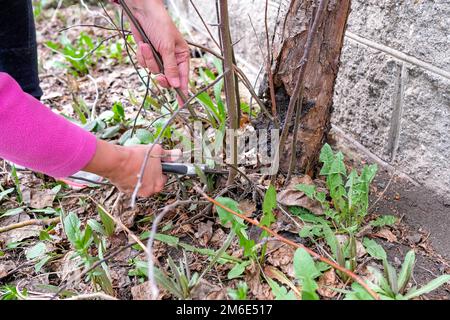 Schneiden überschüssiger Apfelbäume. Um Jungwuchs durch Gartenscheren zu entfernen. Stockfoto