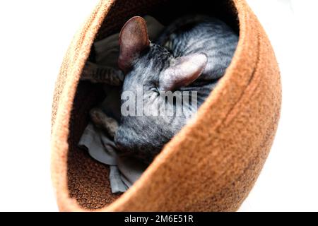 Die Katze schläft in einem Korb, Blick von oben. Das Haustier versteckte sich. Rex Aus Cornish Züchten. Foto isoliert auf weiß Stockfoto
