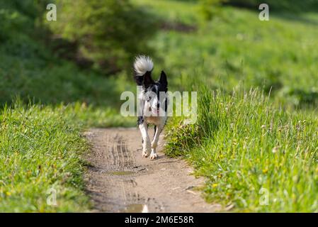 Niedliche schwarz-weiße Border Collie Welpen in den Bergen auf Andorra Stockfoto