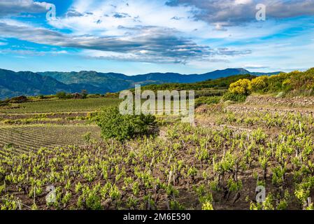 Weinberg des Ätna in Sizilien, Italien Stockfoto