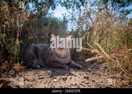 Blauäugige Katze, die im Gras lag. Stockfoto