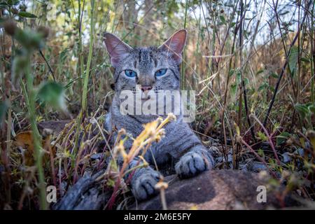 Blauäugige Katze, die im Gras lag. Stockfoto
