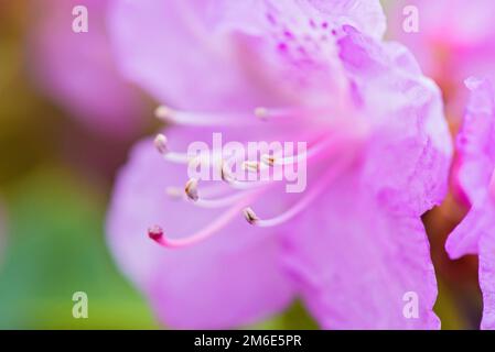 Makroaufnahme eines frischen rosa Rhododendrons über verschwommenem Hintergrund. Stockfoto