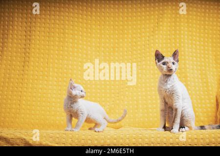 Zwei Lustige Junge Weiße Devon Rex Kätzchen Kittys Katzen. Kurzhaarige Katze der englischen Rasse auf gelber Plaid Hintergrund. Kurzhaar-Pet Cat Stockfoto