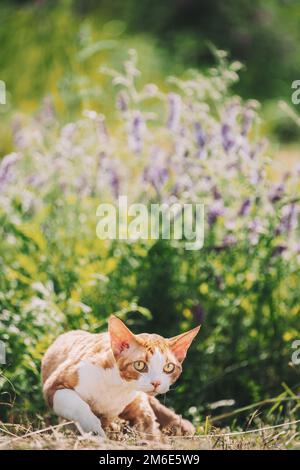 Lustige Neugierige Junge Rote Ingwer Devon Rex Kitten In Grün Gras Und Sommerblumen. Kurzhaarige Katze der englischen Rasse. Schöne Haustiere, Schöne Katzen Stockfoto