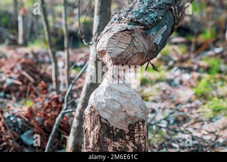 Ein von Bibern genagter Baum fiel im Frühling. Stockfoto