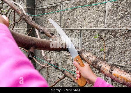 Sägen eines Apfelbaums mit einer Säge. Gartenarbeit im Frühling Stockfoto