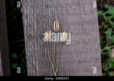 thuja sale Thuja occidentalis Polar Gold (American Arborvitae) Unity Grown
