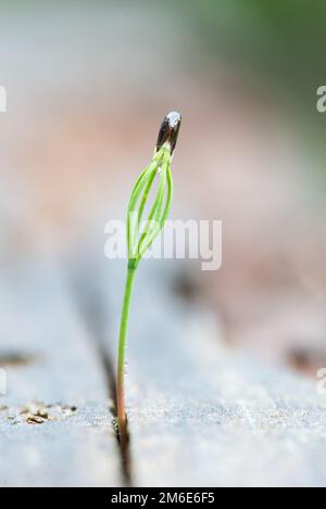 Kleines grünes Gras, das im Frühjahr aus einem Baumstumpf wächst. Neues Leben. Stockfoto