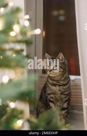 Lustige Katze und der dekorierte Weihnachtsbaum. Frohe Weihnachten und Neujahr Stockfoto