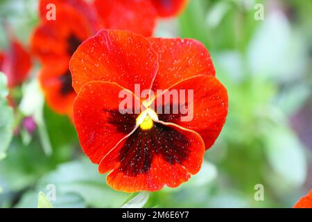 Rotschweinchen (Viola â€“ wittrockiana) Stockfoto