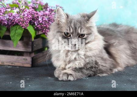 Eine wunderschöne, süße, flauschige, flauschige, graue Katze sitzt in der Nähe eines braunen Holzkastens Stockfoto