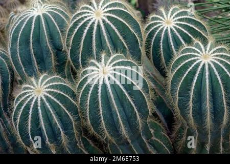 Nahaufnahme des Ballkaktus (Parodia Magna) Stockfoto