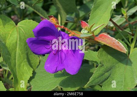 Nahaufnahme der glorreichen Buschblume (Tibouchina urvilleana) Stockfoto