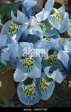 Nahaufnahme der Blüten von Katharine Hodgkin Zwerg Iris (Iris Katharine Hodgkin) Stockfoto