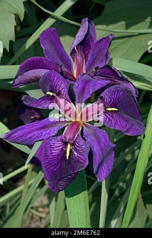 Nahaufnahme der Blüten der Black Gamecock Louisiana Iris (Iris louisiana Black Gamecock) Stockfoto