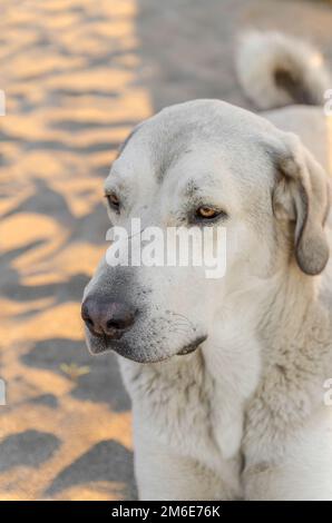 Porträt eines streunenden Hundes am Strand Stockfoto
