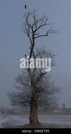 Eine Krähe auf einem Baum an einem Winterschneetag Stockfoto