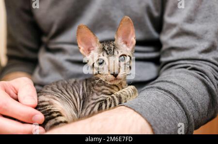 Cornish Rex Kätzchen in den Armen eines Mannes. Farbkatze Stockfoto