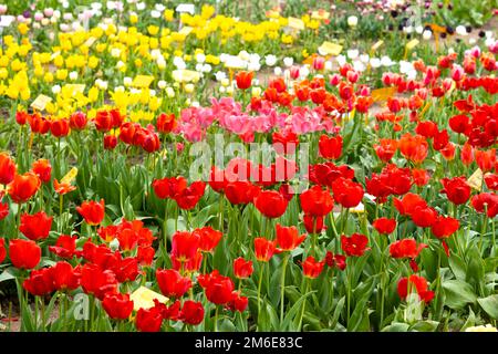 Viele bunte Tulpen im Spring Tulpen Feld. Frühlingstulpen im Stadtpark, Frühlingshintergrund Stockfoto
