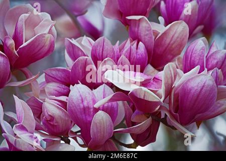 Nahaufnahme der Magnolienblüten der Untertasse (Magnolia x soulangeana) Stockfoto