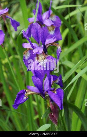 Nahaufnahme der sibirischen Irisblüten (Iris sibirica) Stockfoto