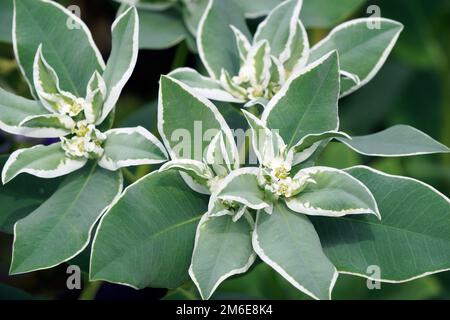 Nahaufnahme des Schnees auf dem Berg (Euphorbia marginata) Stockfoto