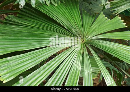 Nahaufnahme der australischen Fanpalmenblätter (Licuala ramsayi) Stockfoto