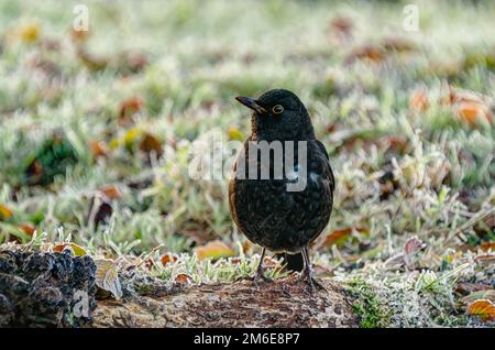 Scharfkantige und detaillierte Amboss-Futtersuche nach Würmern im frostbeladenen Gras unter einem Baum auf dem Rasen, schöner gelber Ring um das Auge. Stockfoto