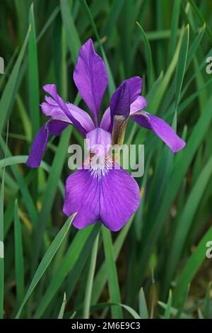Nahaufnahme der sibirischen Irisblume Stockfoto