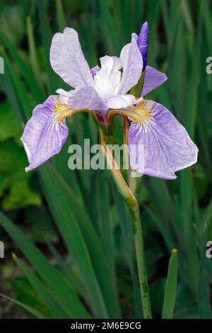 Nahaufnahme der Blume der sibirischen Irisblume der Sky Wings Stockfoto