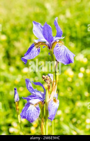 Sibirische Iris (Iris sibirica) auf der Wiese bei Sonnenschein Stockfoto