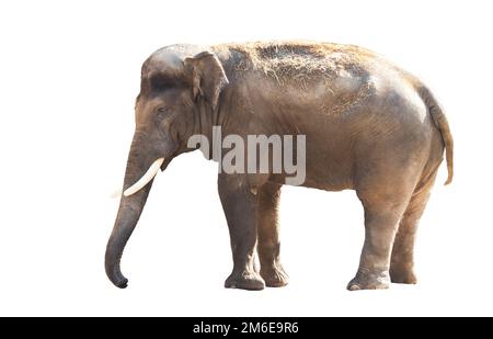Elefant, isoliert auf weißem Hintergrund