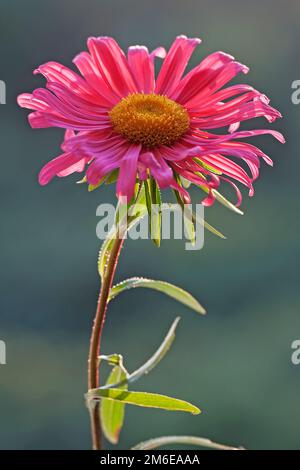 Nahaufnahme der Osterblume aus China Stockfoto