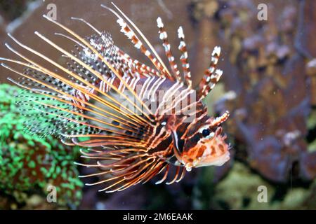 Fangarme (Pterois antennata) Stockfoto