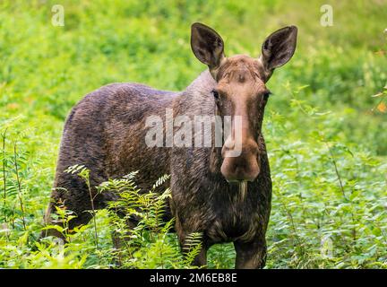 Wapitis stehen im Wald im hohen Gras. Stockfoto