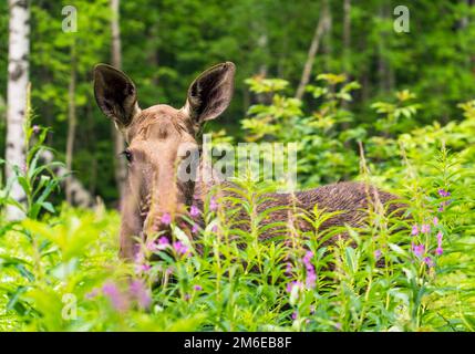 Wapitis stehen im Wald im hohen Gras. Stockfoto