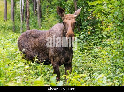 Wapitis stehen im Wald im hohen Gras. Stockfoto