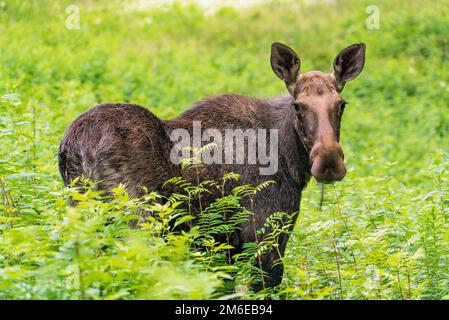 Wapitis im Wald im langen Gras blicken zurück. Stockfoto