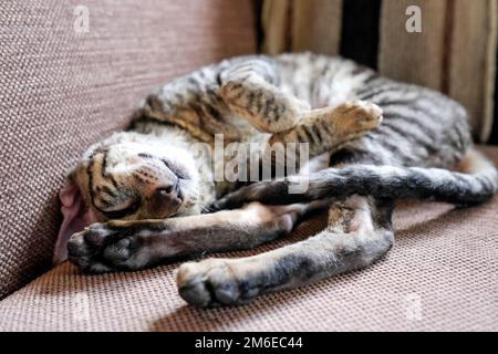 Die Katze ist auf dem Sofa zusammengerollt. Blick von oben. Der junge Cornish Rex, Tabby Stockfoto