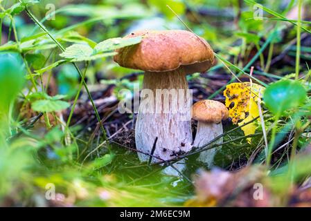Weißer Boletus-Pilz im Wald unter grünem Laub. Stockfoto