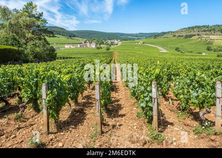 Blick auf den Weinberg in Burgund Heimat von Pinot noir und chardonnay am Sommertag mit blauem Himmel Stockfoto