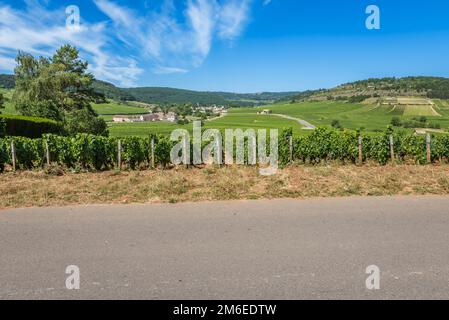 Blick auf den Weinberg in Burgund Heimat von Pinot noir und chardonnay am Sommertag mit blauem Himmel Stockfoto