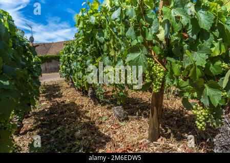 Blick auf den Weinberg in Burgund Heimat von Pinot noir und chardonnay am Sommertag mit blauem Himmel Stockfoto